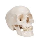 Classic Human Skull Model with Brain, 8-parts, 1020162 [A20/9], Human Skull Models (Small)