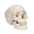 经典颅骨模型，由5部分组成的软质大脑 - 3B Smart Anatomy, 1020162 [A20/9], 头颅模型 (Small)