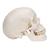 5파트 뇌 포함된 두개골모형 Classic Human Skull Model with Brain, 8-parts - 3B Smart Anatomy, 1020162 [A20/9], 두개골 모형 (Small)