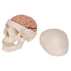 Classic Human Skull Model with Brain, 8-parts, 1020162 [A20/9], Human Skull Models (Small)