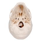 Classic Human Skull Model with Brain, 8-parts, 1020162 [A20/9], Human Skull Models (Small)