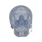 Klasik kafatası, şeffaf, 3 parçalı - 3B Smart Anatomy, 1020164 [A20/T], Kafatası Modelleri