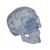 Klasik kafatası, şeffaf, 3 parçalı - 3B Smart Anatomy, 1020164 [A20/T], Kafatası Modelleri (Small)