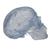 Cranio, modello classico, trasparente, in 3 parti - 3B Smart Anatomy, 1020164 [A20/T], Modelli di Cranio (Small)