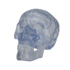 Transparent Classic Human Skull Model, 3 part, 1020164 [A20/T], Human Skull Models (Small)