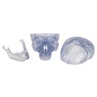 Transparent Classic Human Skull Model, 3 part, 1020164 [A20/T], Human Skull Models (Small)