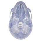 Transparent Classic Human Skull Model, 3 part, 1020164 [A20/T], Human Skull Models (Small)
