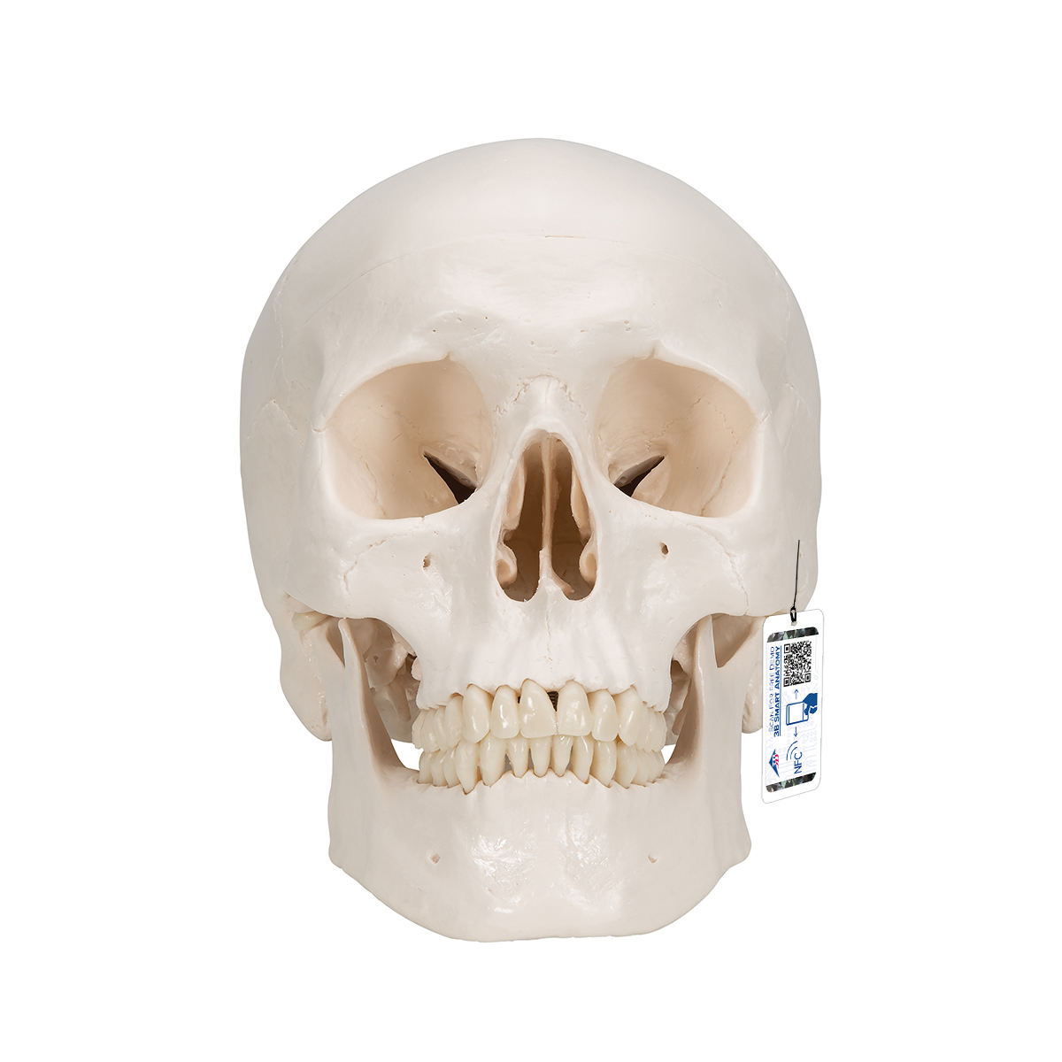 3pcs Decorative Pose Doll Skeleton Gift Flexible Home Human Toy Model Skull BB 
