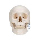 두개골 모형, 3파트 
Classic Human Skull Model, 3 part - 3B Smart Anatomy, 1020159 [A20], 두개골 모형