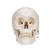 Classic Human Skull Model, 3 part - 3B Smart Anatomy, 1020159 [A20], Human Skull Models (Small)