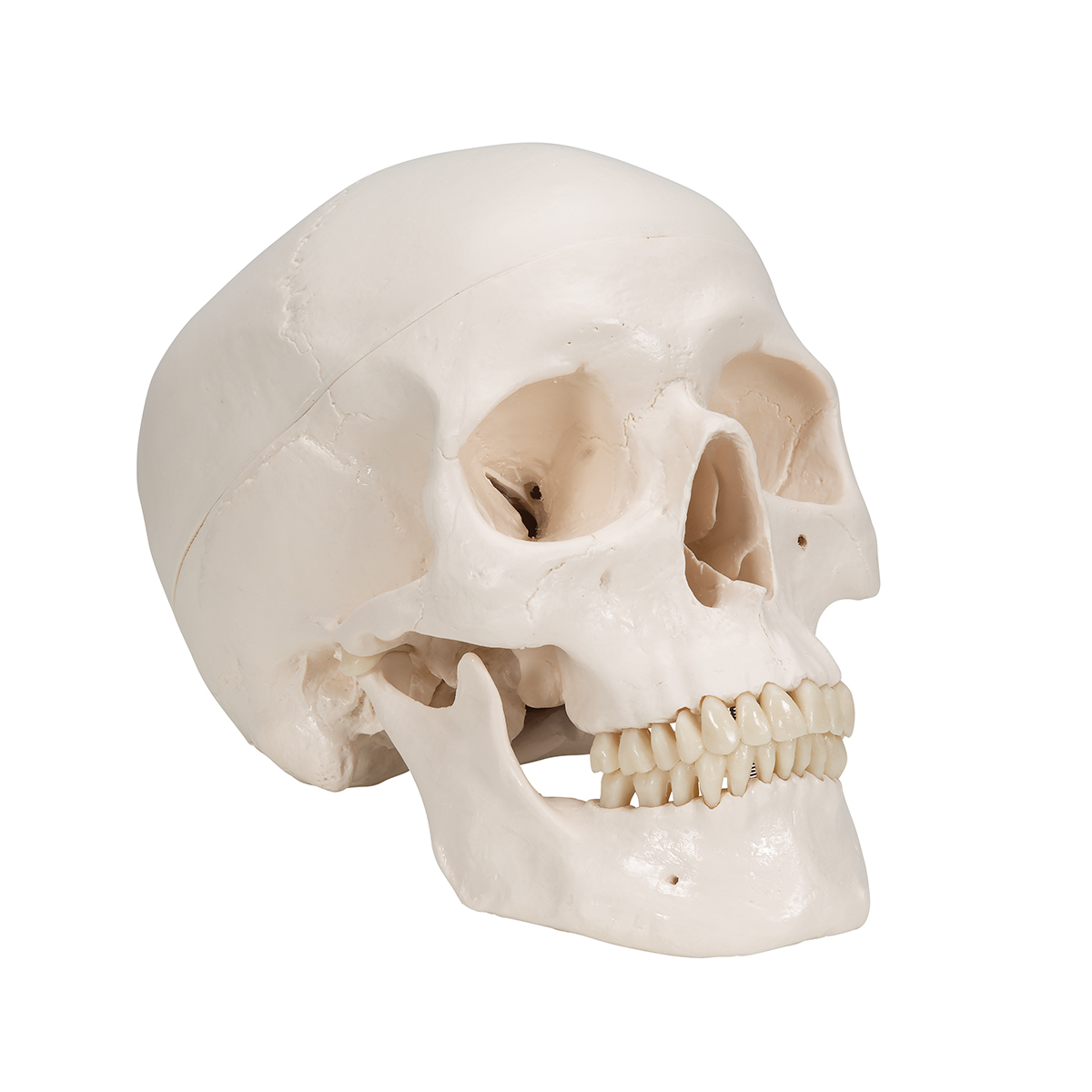 Human Skull Model | Plastic Skull Model | Classic Human Skull Model