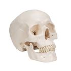 Classic Human Skull Model, 3 part, 1020159 [A20], Human Skull Models (Small)