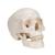 Модель черепа, 3 части - 3B Smart Anatomy, 1020159 [A20], Модели черепа человека (Small)