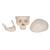 Crânio clássico, 3 peças, 1020159 [A20], Modelo de crânio (Small)