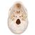 두개골 모형, 3파트 
Classic Human Skull Model, 3 part - 3B Smart Anatomy, 1020159 [A20], 두개골 모형 (Small)