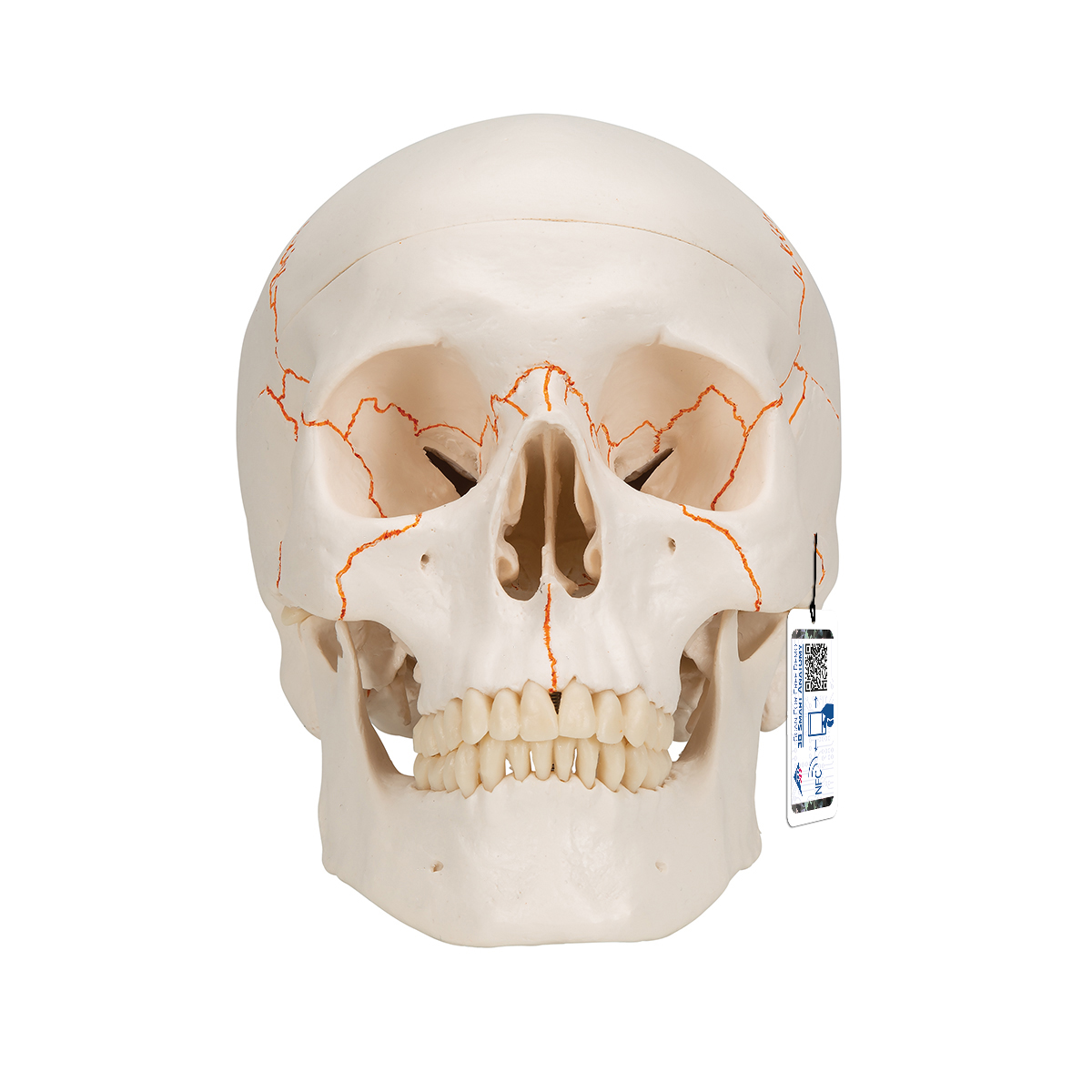 经典头颅模型（带编号），3部分- 3B Smart Anatomy - 1020165 - A21 - 头颅模型- 3B Scientific