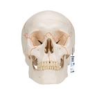 Numbered Human Classic Skull Model, 3 part - 3B Smart Anatomy, 1020165 [A21], Human Skull Models