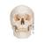 Klasik kafatası, numaralandırılmış, 3 parçalı - 3B Smart Anatomy, 1020165 [A21], Kafatası Modelleri (Small)