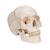 Cranio, modello classico, con numerazione, in 3 parti - 3B Smart Anatomy, 1020165 [A21], Modelli di Cranio (Small)