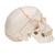 Numbered Human Classic Skull Model, 3 part - 3B Smart Anatomy, 1020165 [A21], Human Skull Models (Small)
