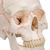숫자 기재된 두개골 모형, 3파트 분리형  Human Classic Skull Model, 3 part - 3B Smart Anatomy, 1020165 [A21], 두개골 모형 (Small)