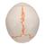 Crâne classique avec numérotation - 3B Smart Anatomy, 1020165 [A21], Modèles de moulage de crânes humains (Small)