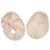Cranio, modello classico, con numerazione, in 3 parti - 3B Smart Anatomy, 1020165 [A21], Modelli di Cranio (Small)