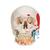 Classic Human Skull Model painted, with Opened Lower Jaw, 3 part - 3B Smart Anatomy, 1020167 [A22/1], Human Skull Models (Small)