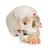 Crânio clássico com mandíbula aberta, colorido, 3 peças, 1020167 [A22/1], Modelo de crânio (Small)