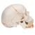 Crânio clássico com mandíbula aberta, colorido, 3 peças, 1020167 [A22/1], Modelo de crânio (Small)