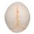Модель черепа человека, раскрашенная, с открытой нижней челюстью, 3 части - 3B Smart Anatomy, 1020167 [A22/1], Модели черепа человека (Small)