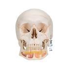 Klasik kafatası, açık mandibulalı, 3 parçalı - 3B Smart Anatomy, 1020166 [A22], Kafatası Modelleri