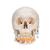 Cráneo clásico con mandíbula abierta, desmontable en 3 piezas - 3B Smart Anatomy, 1020166 [A22], Modelos de Cráneos Humanos (Small)