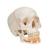 Classic Human Skull Model with Opened Lower Jaw, 3 part - 3B Smart Anatomy, 1020166 [A22], Human Skull Models (Small)