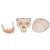 Crâne classique avec mandibule ouverte, en 3 parties - 3B Smart Anatomy, 1020166 [A22], Modèles de moulage de crânes humains (Small)