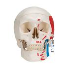Модель черепа человека, раскрашенная, 3 части - 3B Smart Anatomy, 1020168 [A23], Модели черепа человека