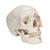 Classic Human Skull Model painted, 3 part - 3B Smart Anatomy, 1020168 [A23], Human Skull Models (Small)