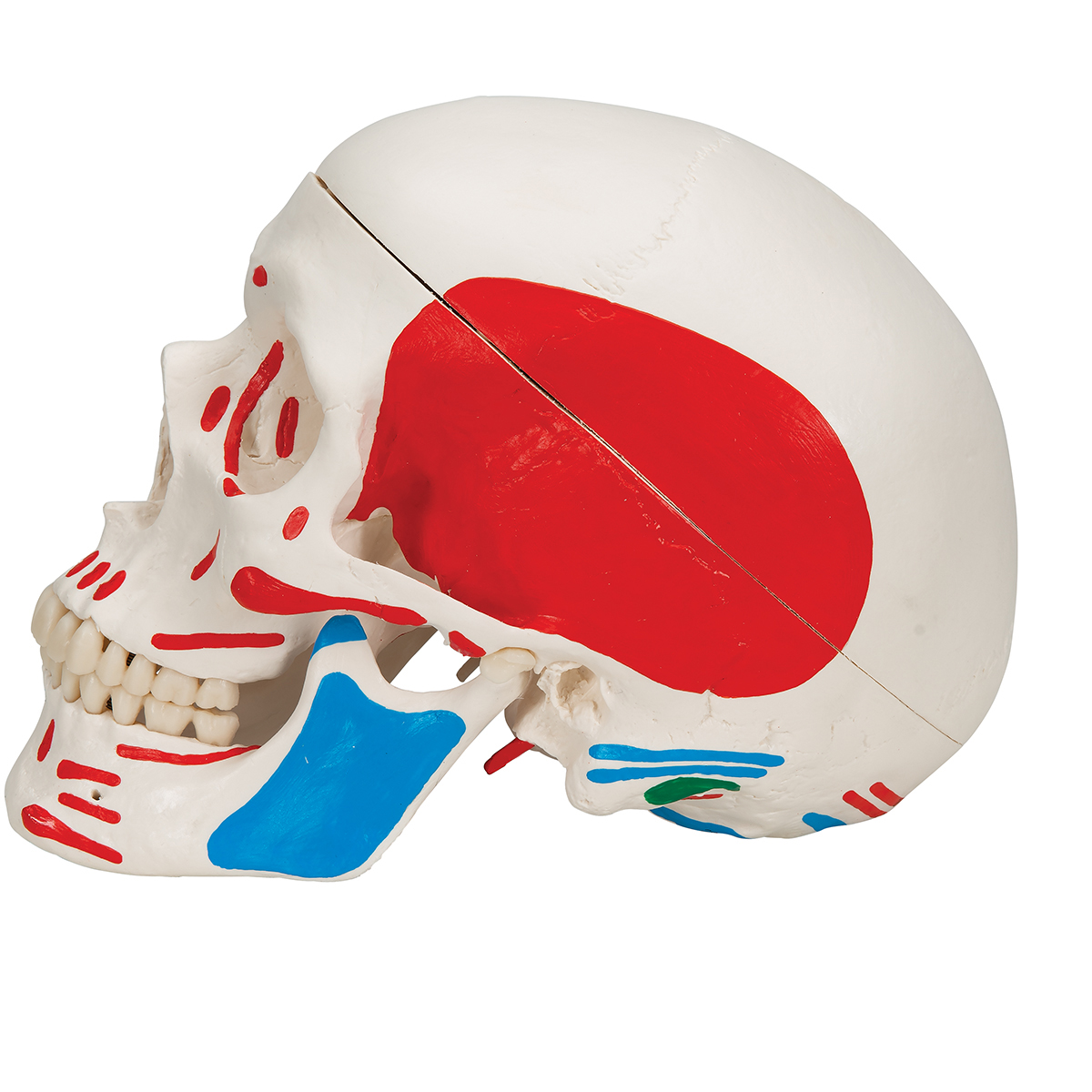 Anatomical Teaching Model | Human Skull Model | Plastic Skull Model |  Painted Human Skull Model