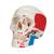 Модель черепа человека, раскрашенная, 3 части - 3B Smart Anatomy, 1020168 [A23], Модели черепа человека (Small)