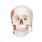두개골모형, 2파트 
TMJ Human Skull Model, demonstrates functions of masticator muscles, 2 part - 3B Smart Anatomy, 1020169 [A24], 두개골 모형