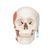 Crâne avec musculature de mastication, en 2 parties - 3B Smart Anatomy, 1020169 [A24], Modèles de moulage de crânes humains (Small)