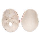 TMJ Human Skull Model, Demonstrates Functions of Masticator Muscles, 2 part, 1020169 [A24], Human Skull Models (Small)