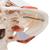 저작근 기능 보여주는 측두하악골(TMJ) 두개골모형 2파트  TMJ Human Skull Model, demonstrates functions of masticator muscles, 2 part - 3B Smart Anatomy, 1020169 [A24], 두개골 모형 (Small)