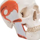 TMJ Human Skull Model, Demonstrates Functions of Masticator Muscles, 2 part, 1020169 [A24], Human Skull Models (Small)