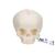 임신 30주째 태아 두개골 모형 Foetal Skull Model, natural cast, 30th week of pregnancy - 3B Smart Anatomy, 1000057 [A25], 두개골 모형 (Small)