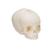 Crâne de fœtus, sans support - 3B Smart Anatomy, 1000057 [A25], Modèles de moulage de crânes humains (Small)