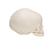 Модель черепа плода, натуральный размер, 30-я неделя беременности - 3B Smart Anatomy, 1000057 [A25], Модели черепа человека (Small)