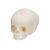 Модель черепа плода, натуральный размер, 30-я неделя беременности - 3B Smart Anatomy, 1000057 [A25], Модели черепа человека (Small)
