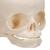 胎儿颅骨模型 - 3B Smart Anatomy, 1000057 [A25], 头颅模型 (Small)