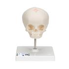 Cráneo de feto, sobre soporte - 3B Smart Anatomy, 1000058 [A26], Modelos de Cráneos Humanos